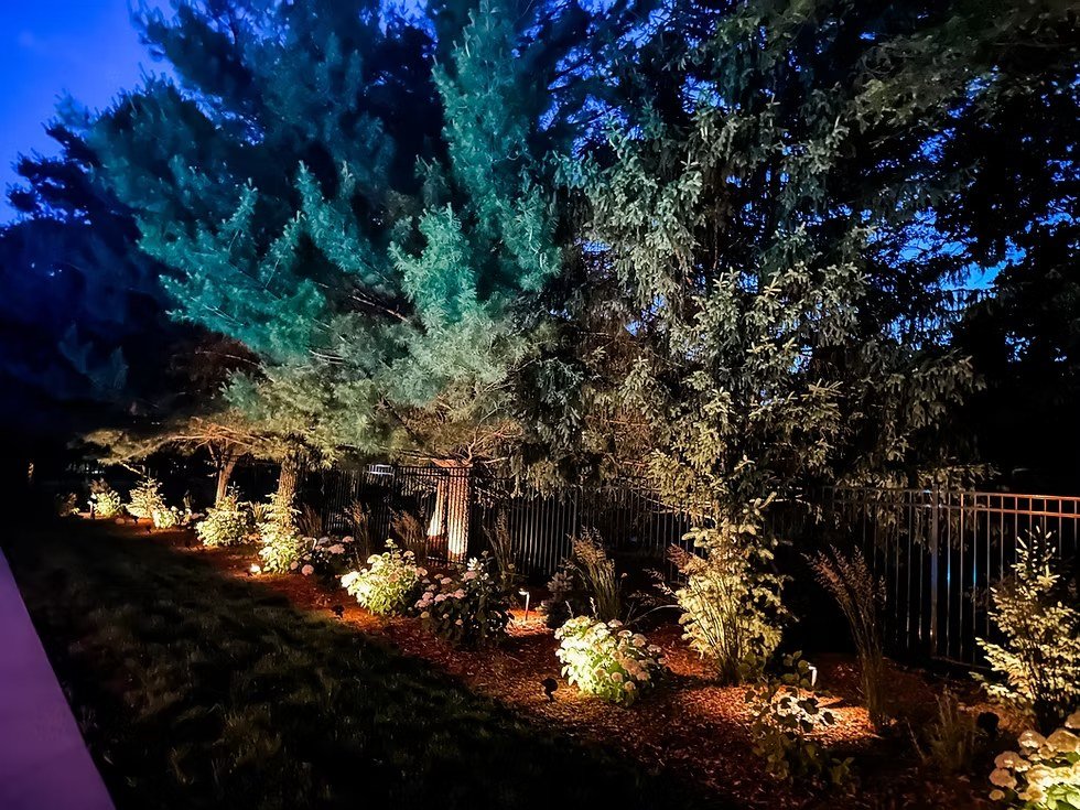 Backyard trees with evening uplighting