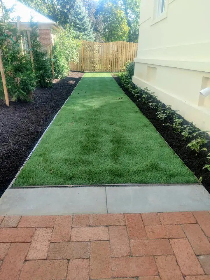 Boston terrier playing on artificial turf