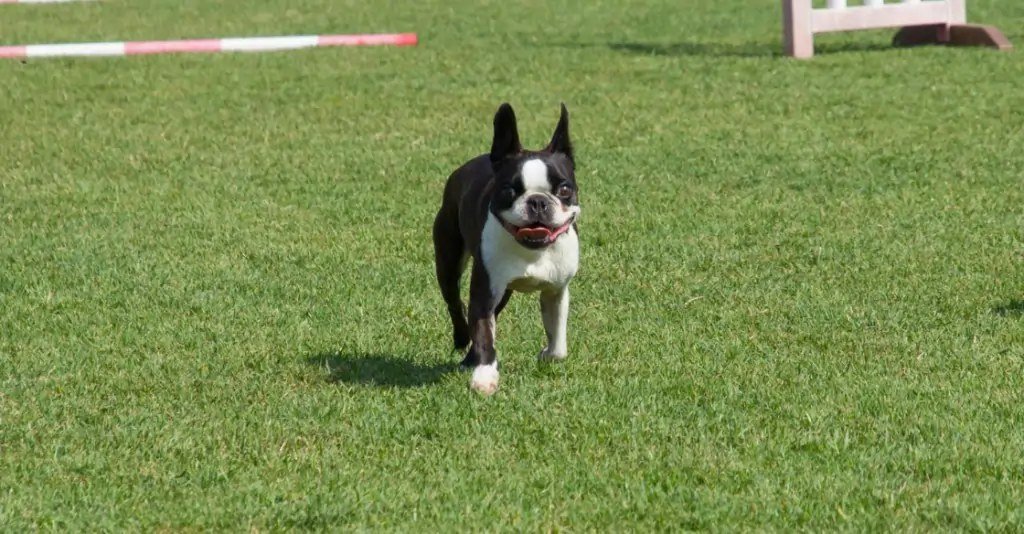 Dog running and playing on turf