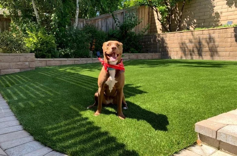 Happy dog on turf
